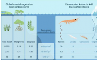 研究发现南极磷虾可以锁住与海草和红树林相似水平的碳